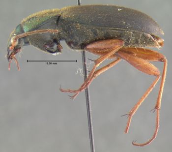 Media type: image;   Entomology 32979 Aspect: habitus lateral view